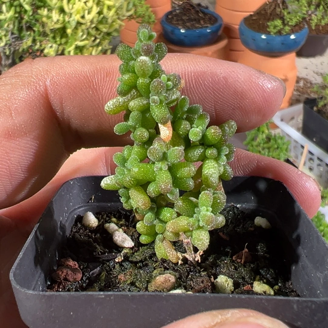 可爱多米粒50杯老桩福利