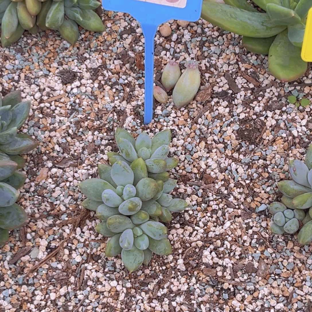 媛*?多肉植物胖体哥特群063