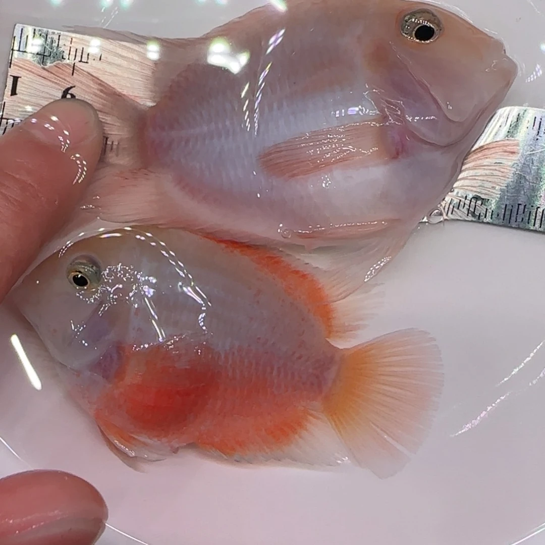 短鲷鱼胭脂粉一公一母