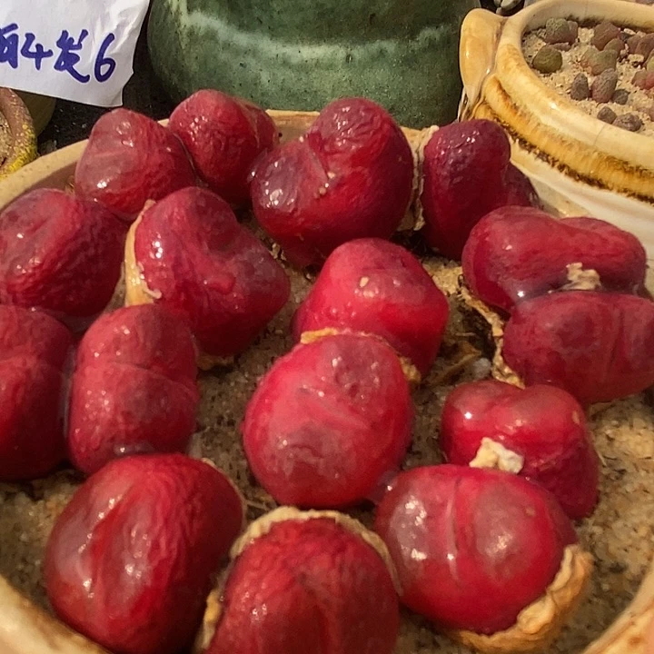 双头红宝石母本一颗