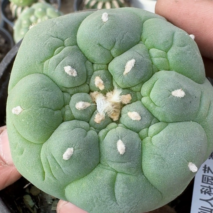 福利苗接大尤350