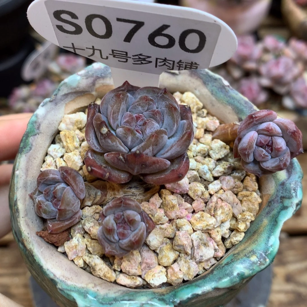 S0760 星影小可爱 清 仓福利