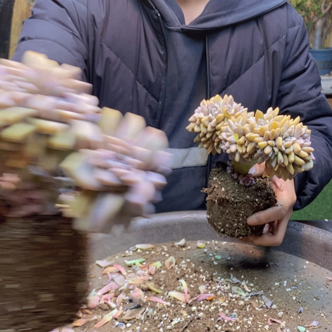 小***E16号淡雪缀多肉