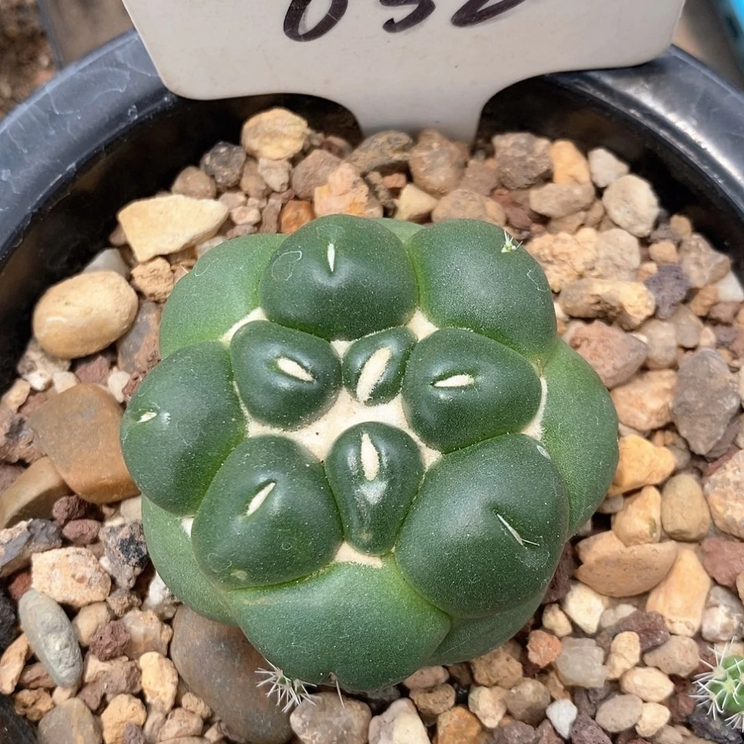 032无刺象牙系列福利