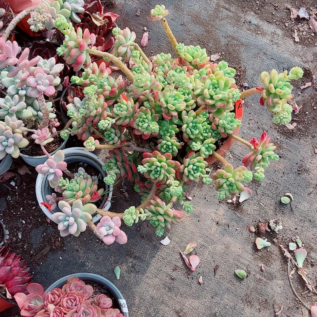 香格里拉超级大多头造型