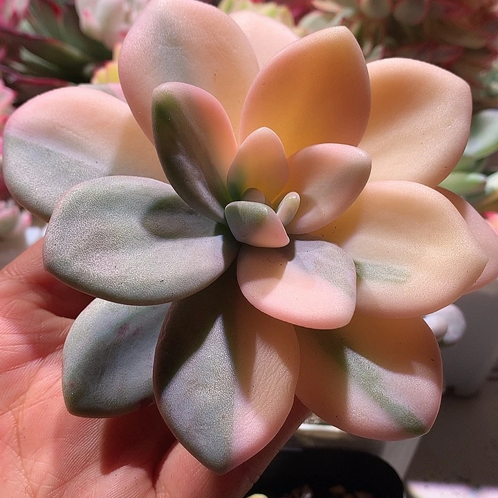 粉兔锦拉丝锦锦锦