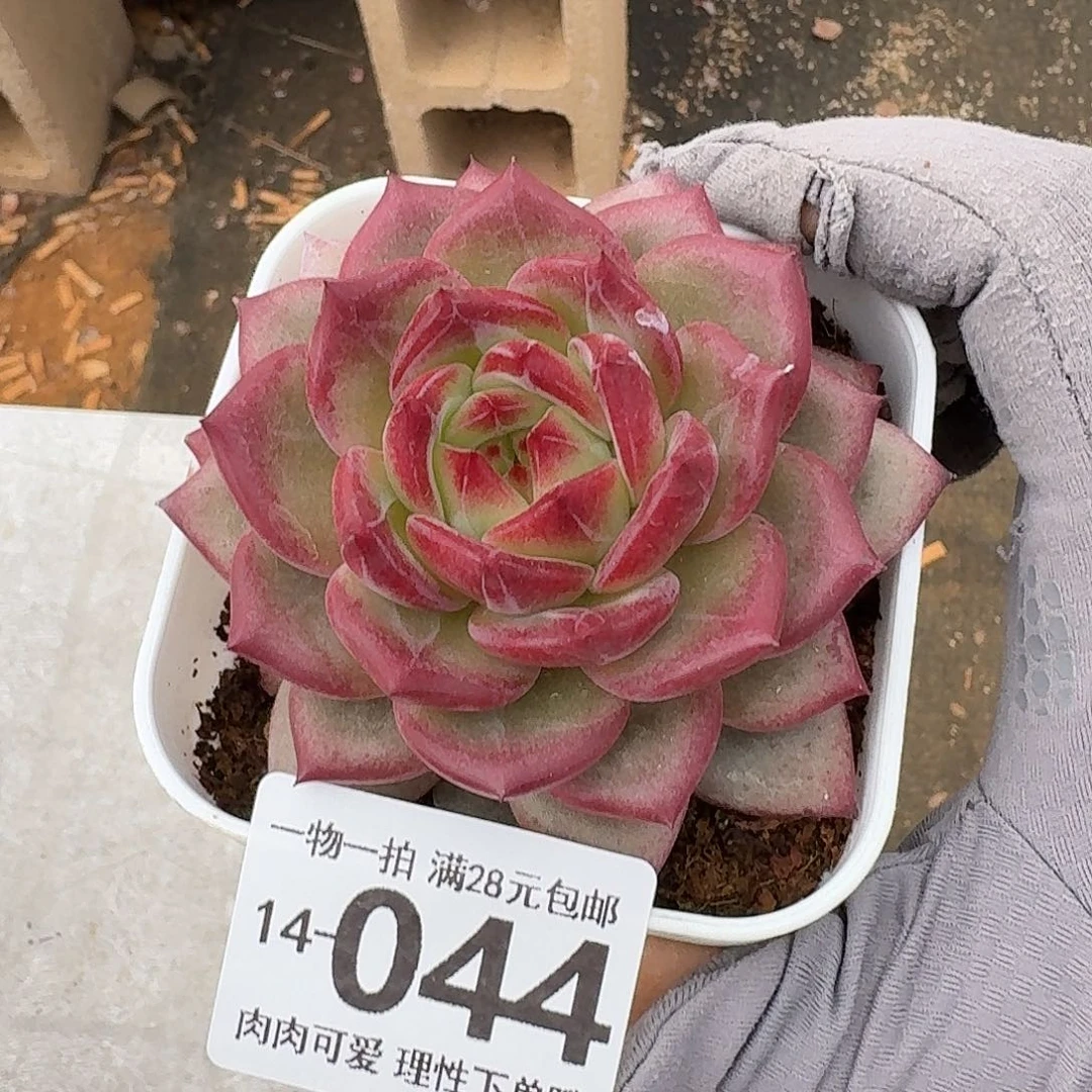 黑武士无盆土发货