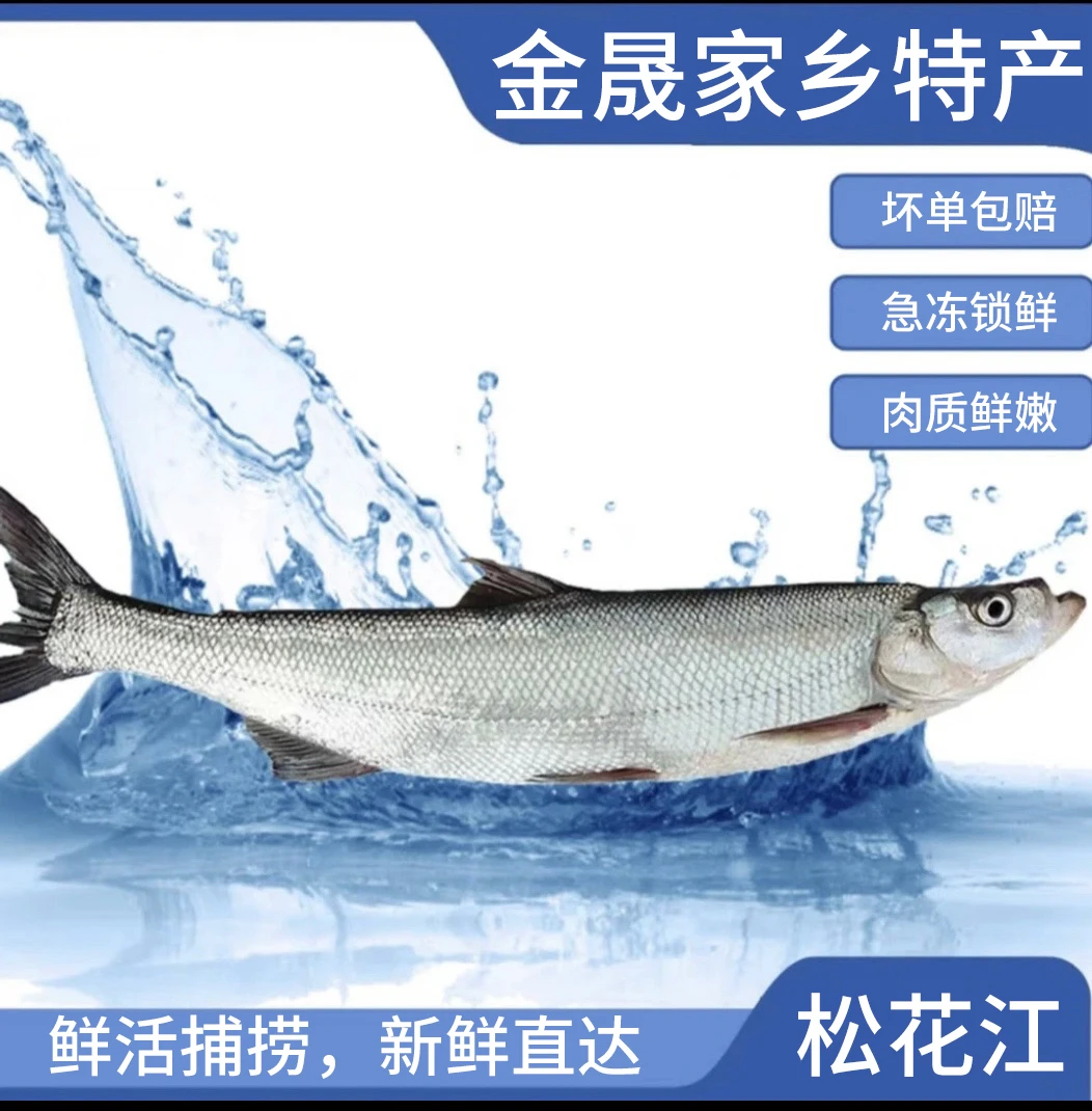 东北冷水米翘大白鱼大翘嘴鱼新鲜（3斤—20斤单条）翘嘴鱼