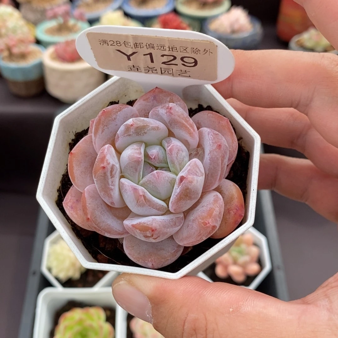 0129 橙子单头 5.5cm