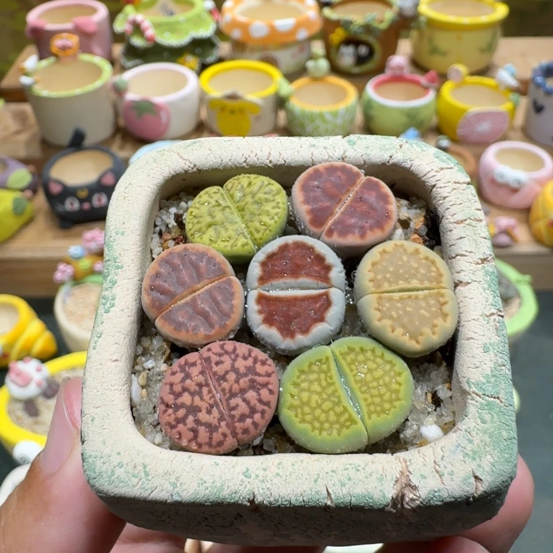 蘑菇1029彩拼多肉植物