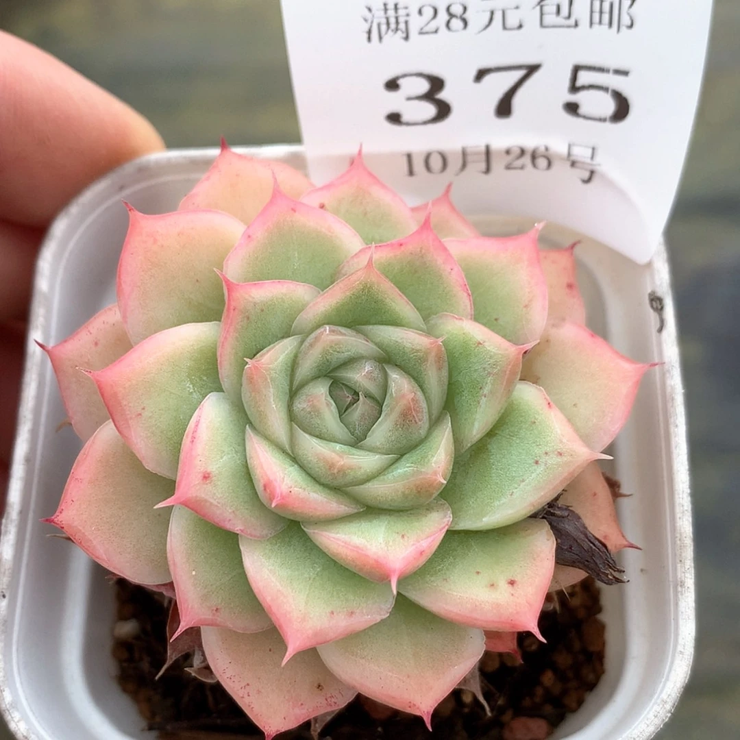 【闪购商品】云375号