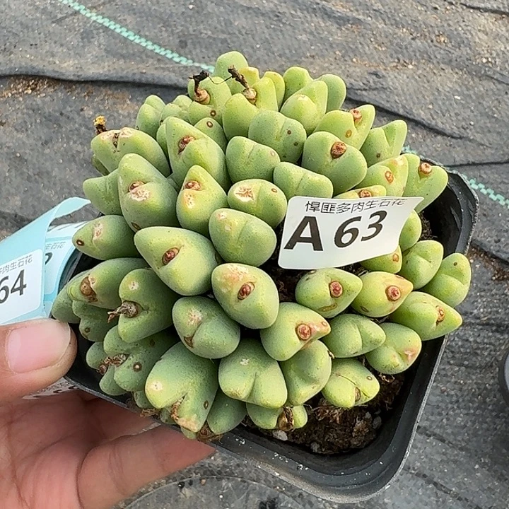 63多肉植物多肉植物