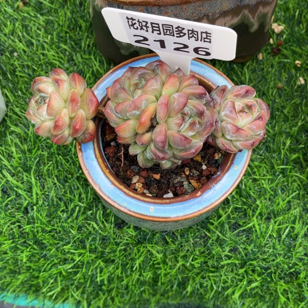 小****多肉植物2126带盆