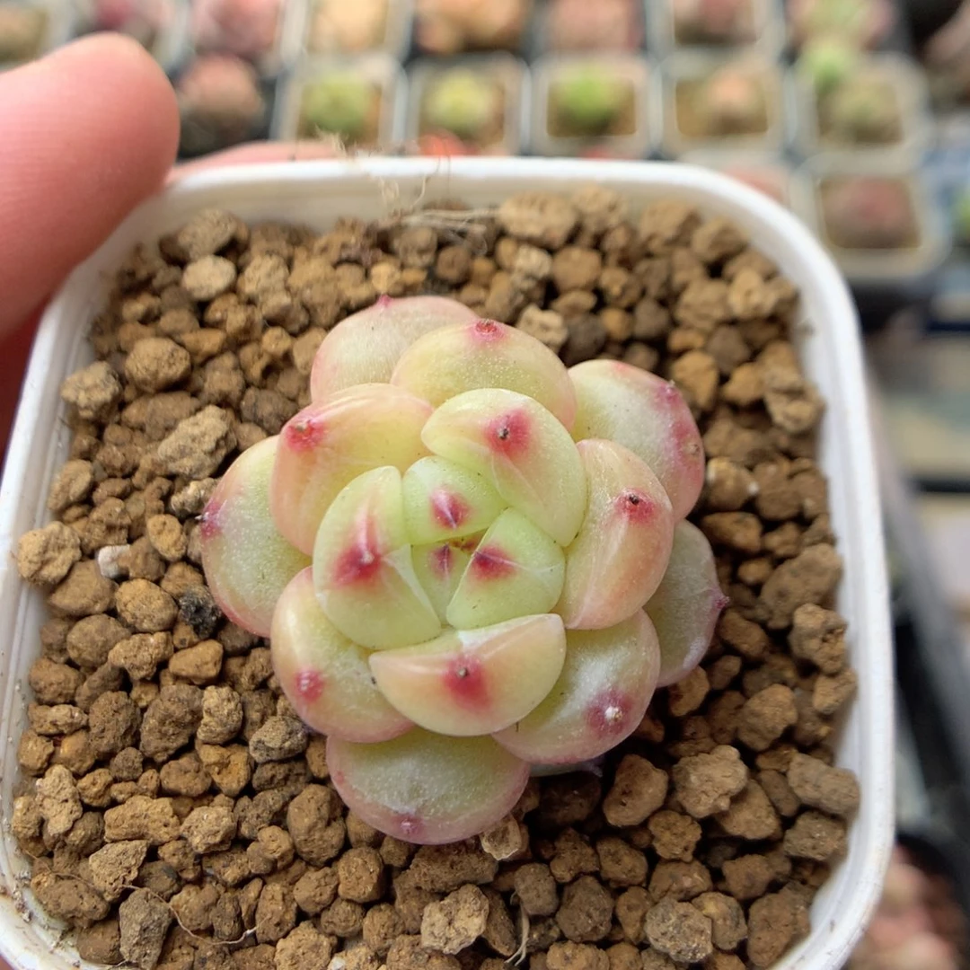 C82灯泡珍妮优选y y y y y y y y