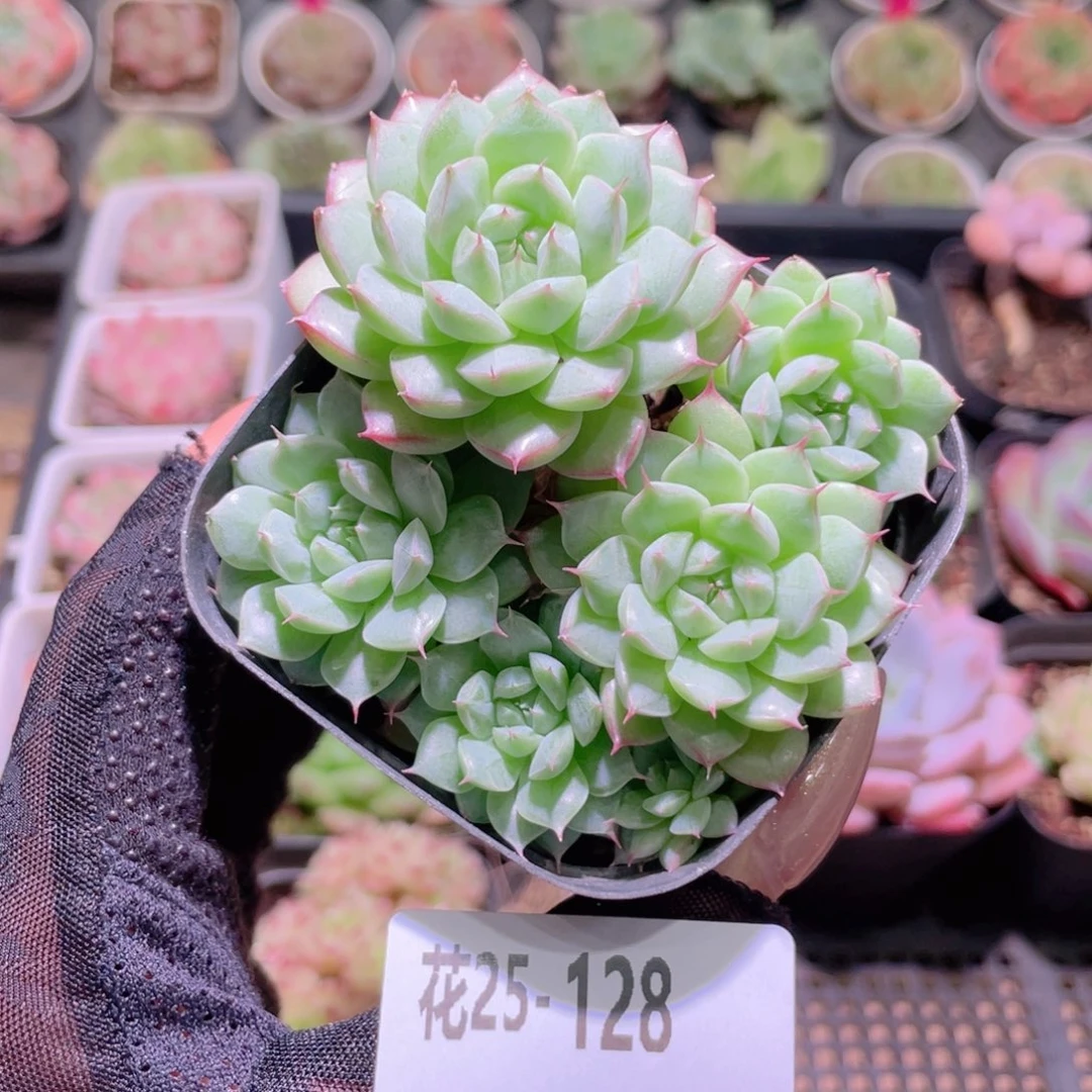 花利美25-128海王优选