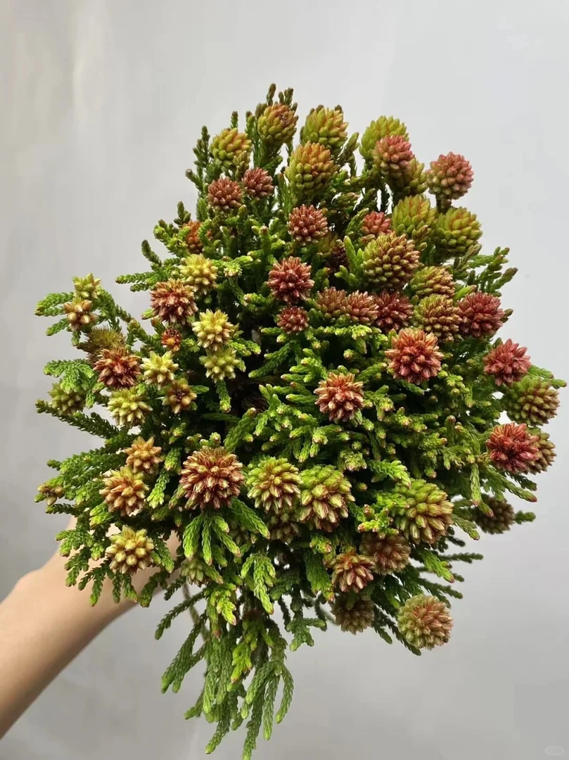 【七礼夫人】南非进口 星云草莓珊瑚果 进口花材/小众轻奢/