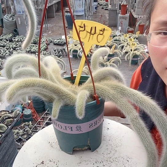 545 哦哦中央音乐学院