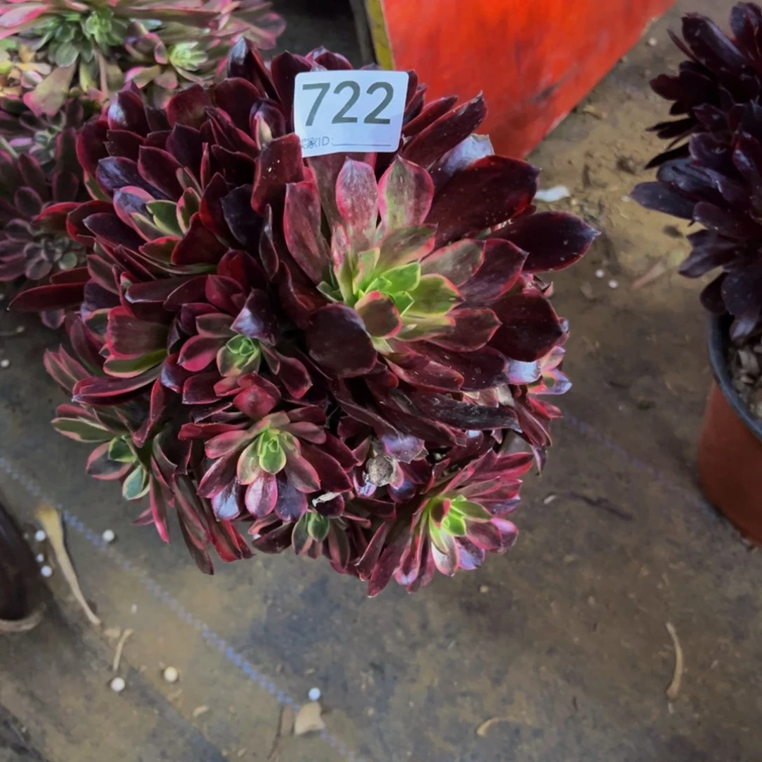 722赤霞飞多肉植物