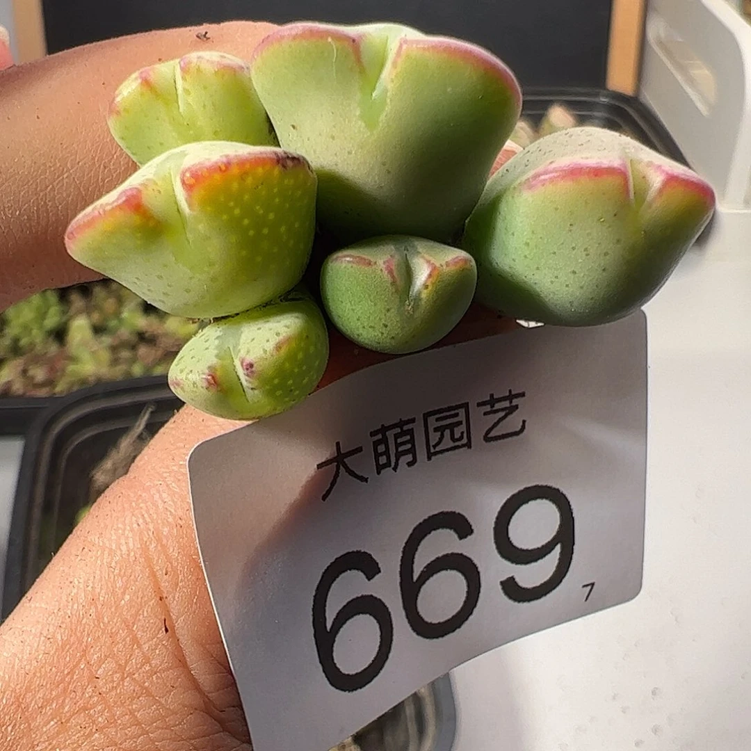 0000669 一物一拍……