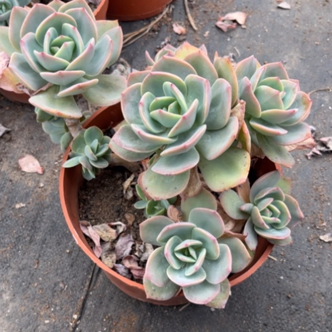 【闪购商品】M**白凤