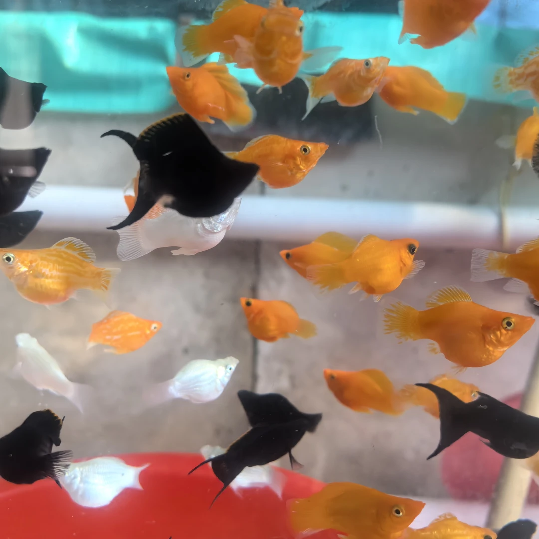 精品玛丽皮球热带淡水胎生观赏鱼（签收2小时不包赔）