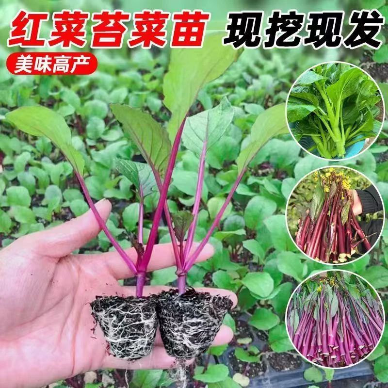 耐寒老品种红菜苔苗秋冬易种植抗病抗寒青菜苔苗
