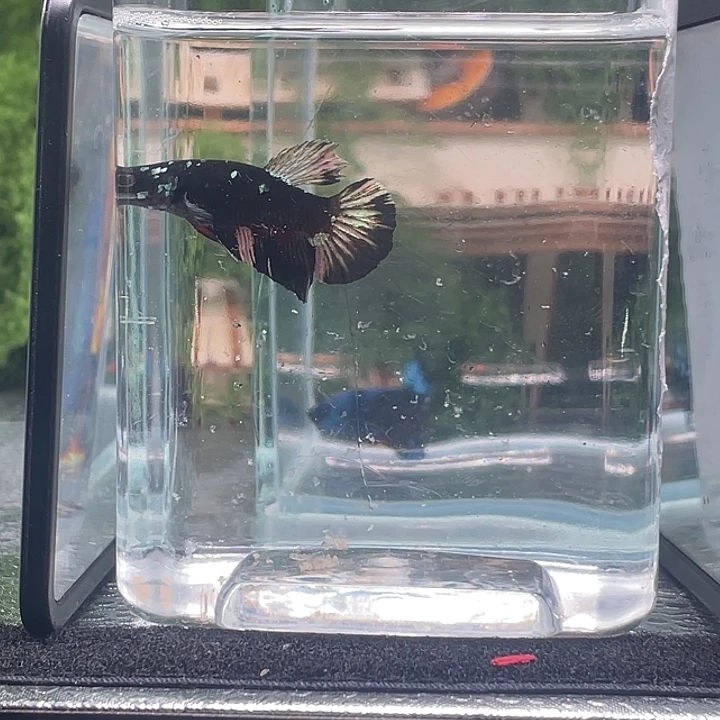斗鱼听风观赏斗鱼