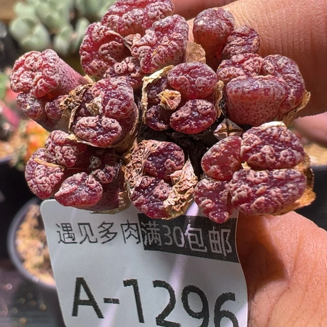 多肉植物1111111111111