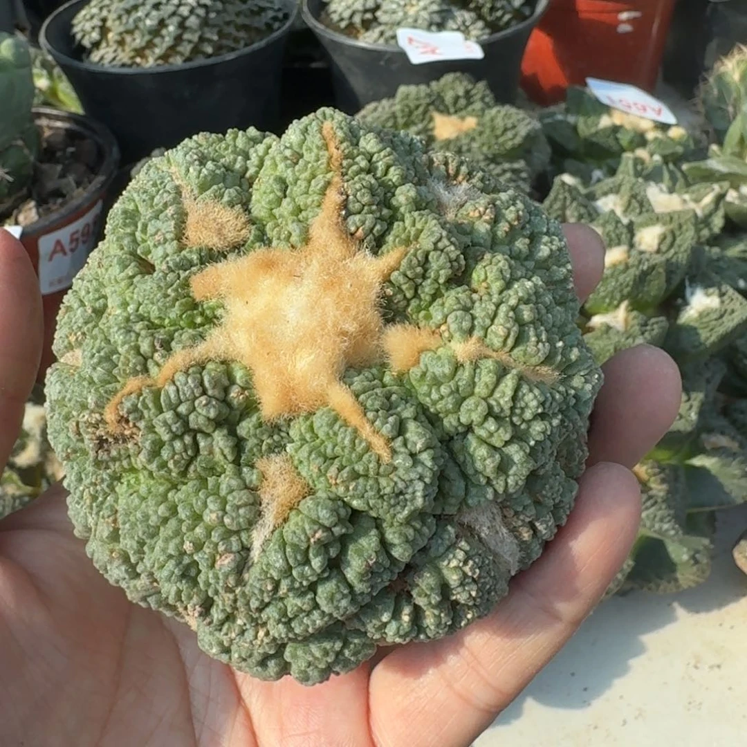 【闪购商品】彤*爸落地大尤哥连