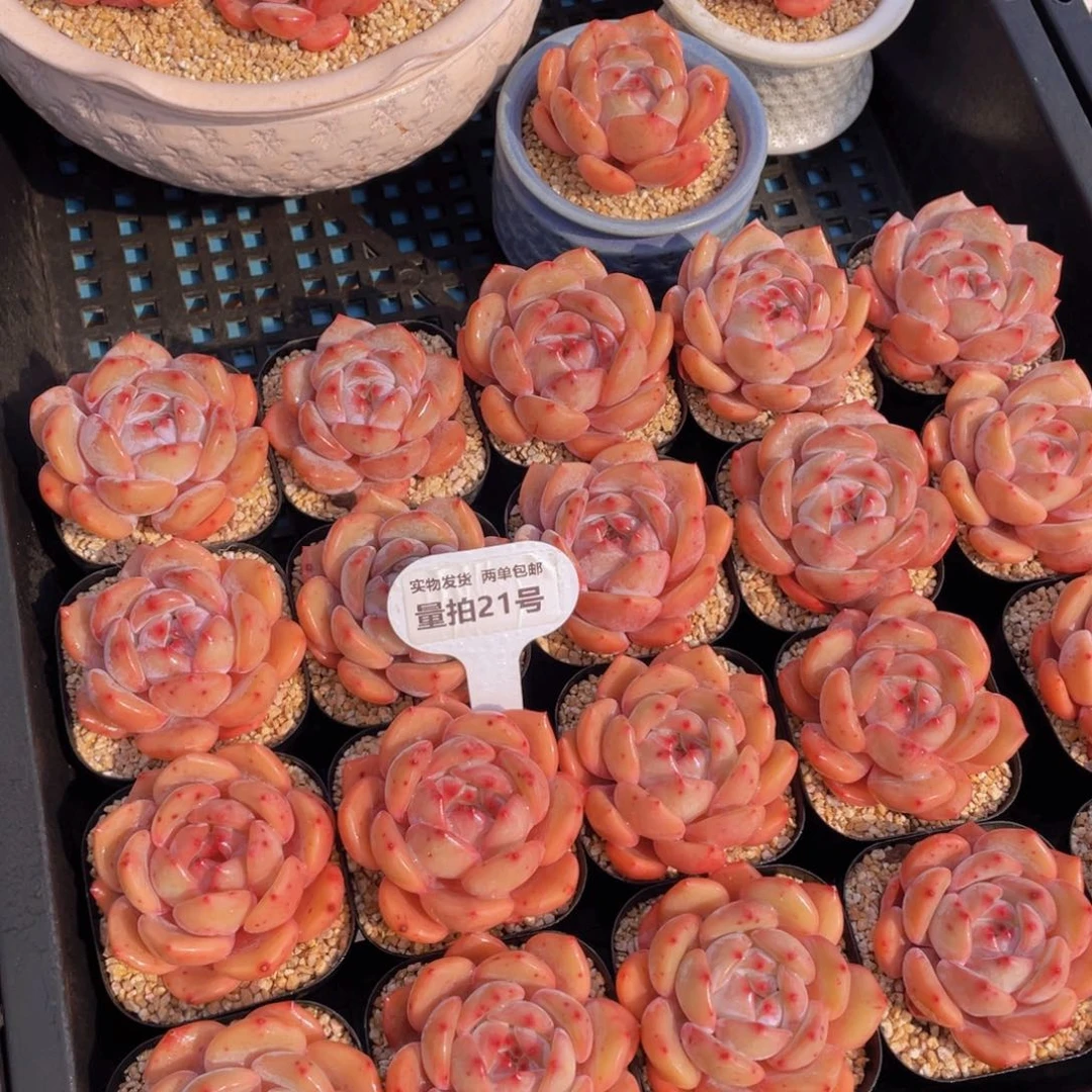 量拍21号宽叶包包韩橙单头两个