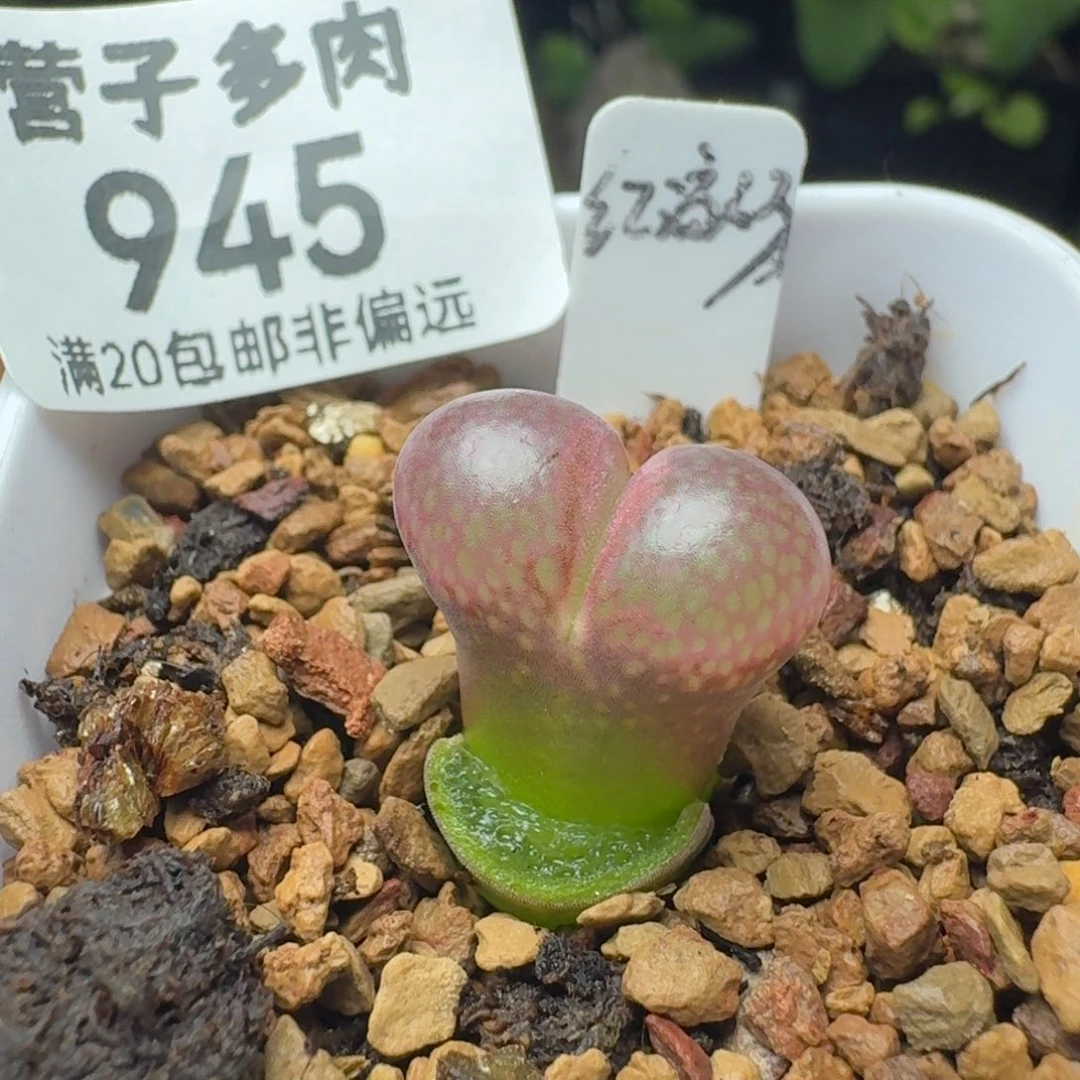 红流沙带盆土。