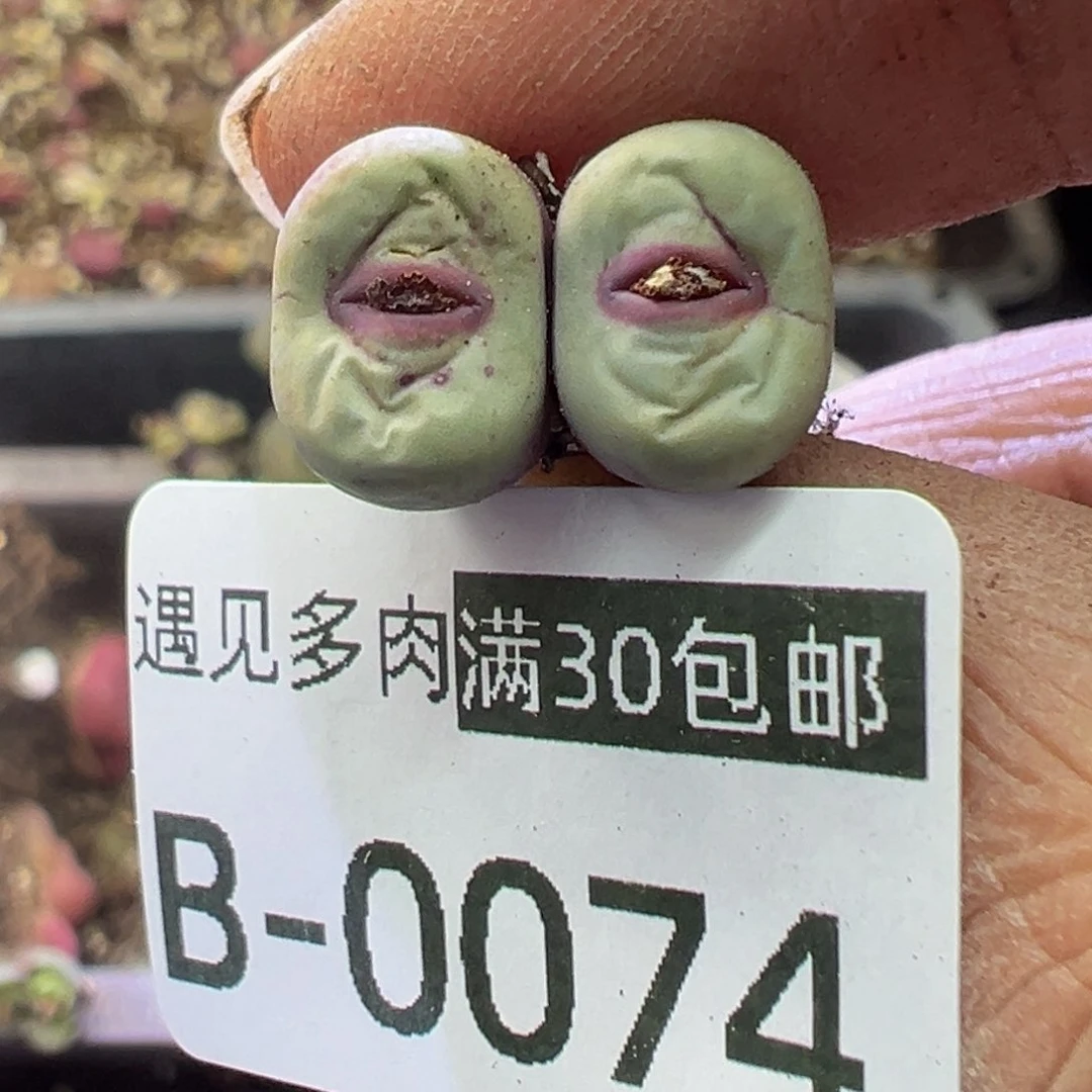 多肉植物11111111111111