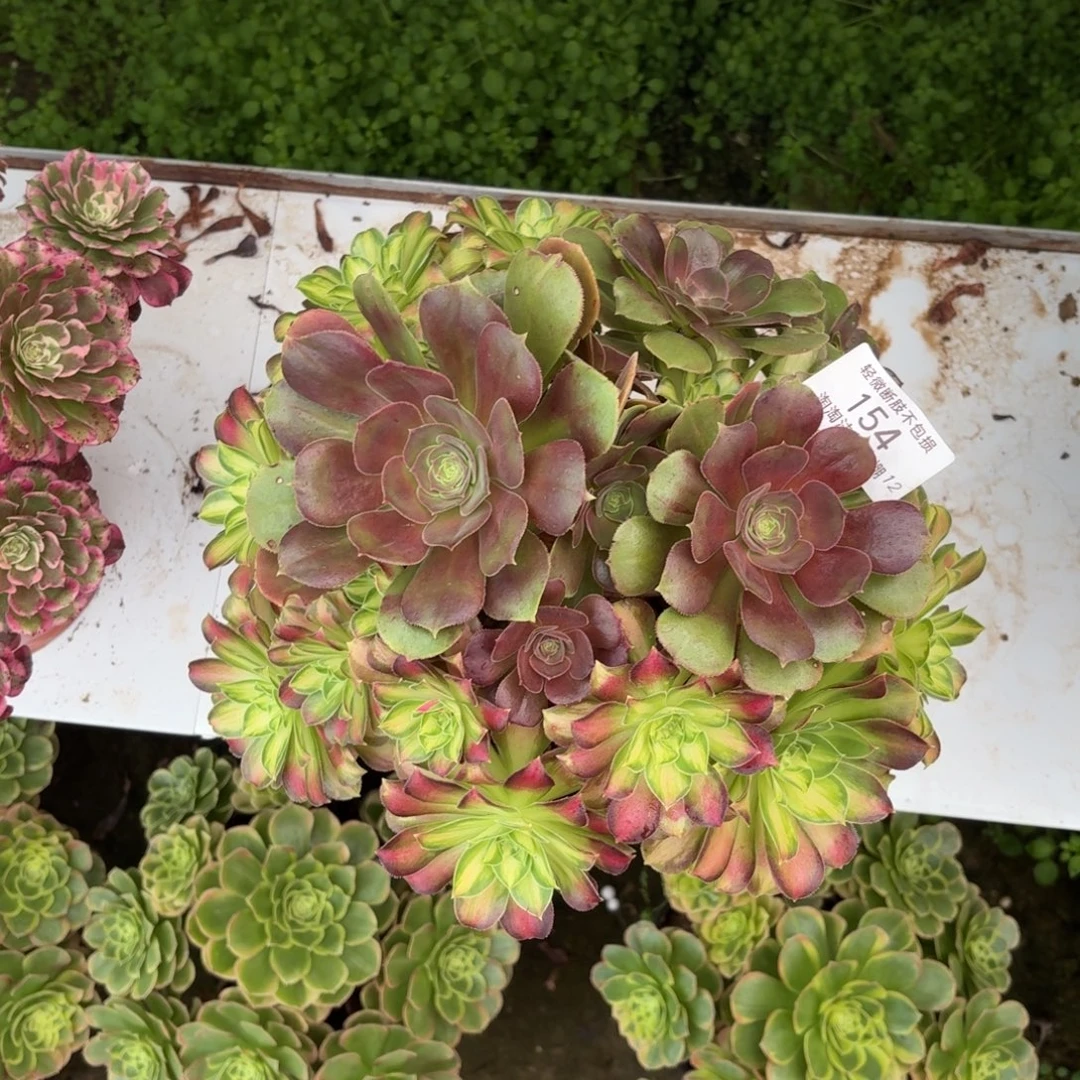 154韶华多肉植物法师