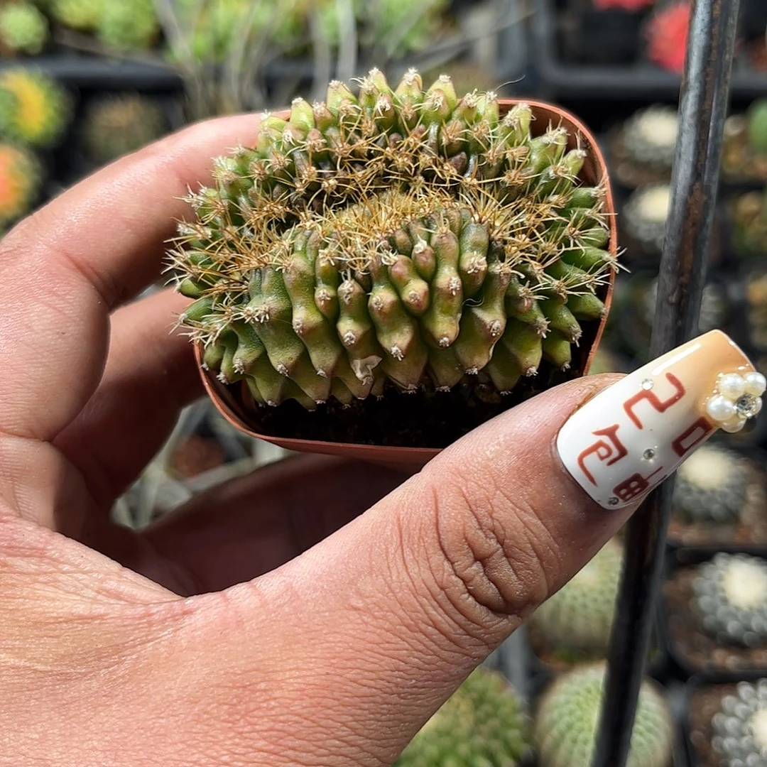 翠皇冠单头发货单头