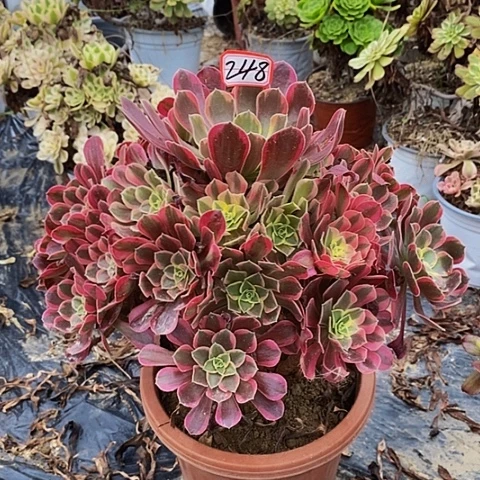 凤冠老桩捧花法师248号