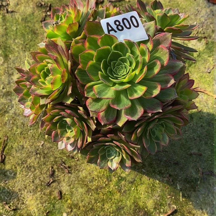 万黄锦多肉植物800