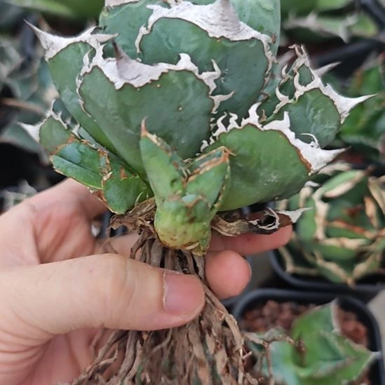 清樱仁王冠龙舌兰侧芽一颗3CM