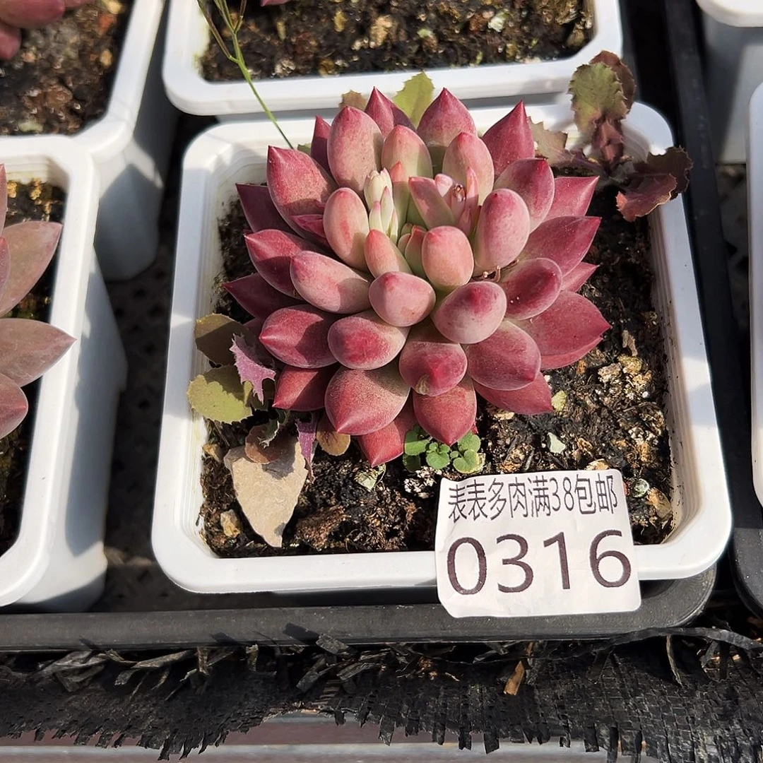 咖***面多肉一物一拍植物0316