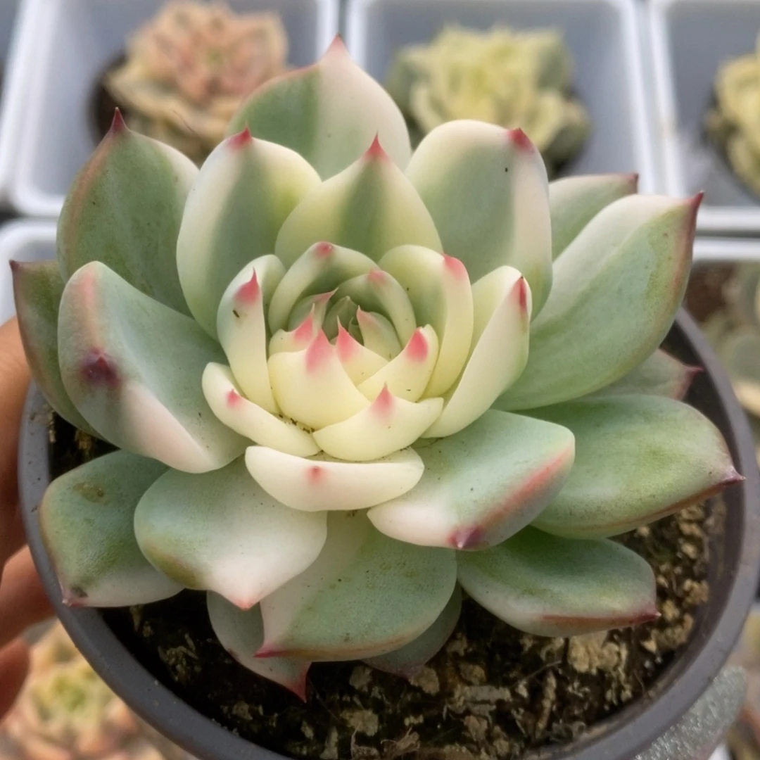 578锦锦锦锦锦锦锦锦