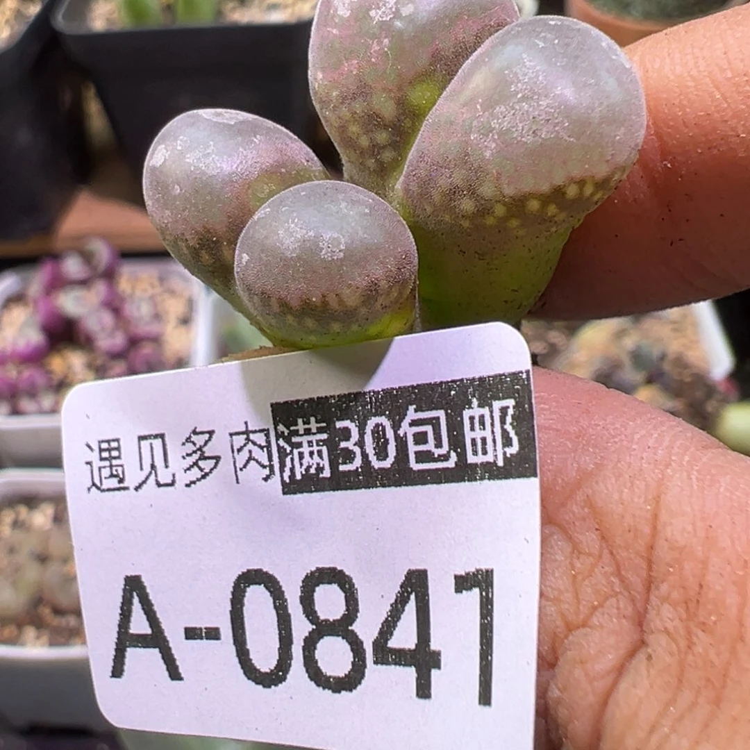 多肉植物111111111111