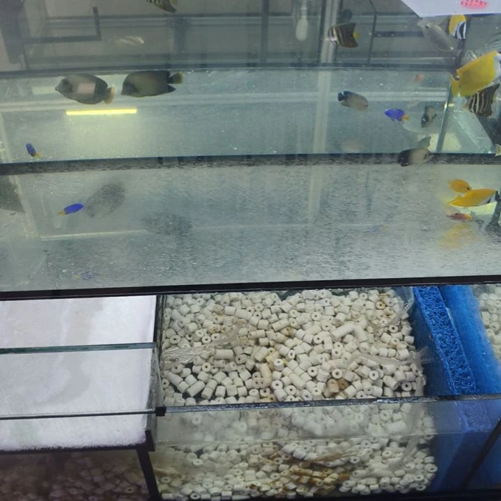 海水鱼4-5蓝吊，黄尾珍珠鬼王，黄金虾虎，黄龙，哨兵