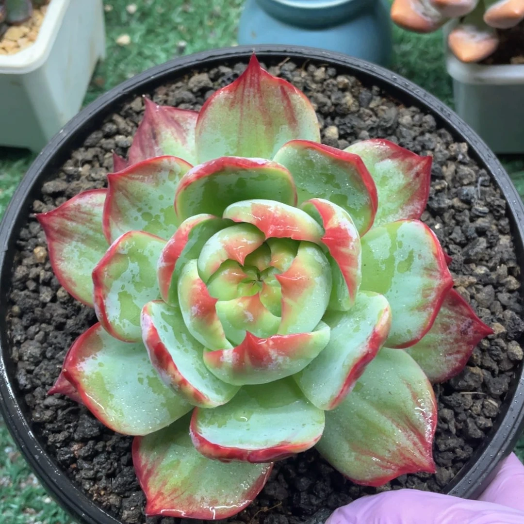 惊鸿一物一拍28包邮非偏远