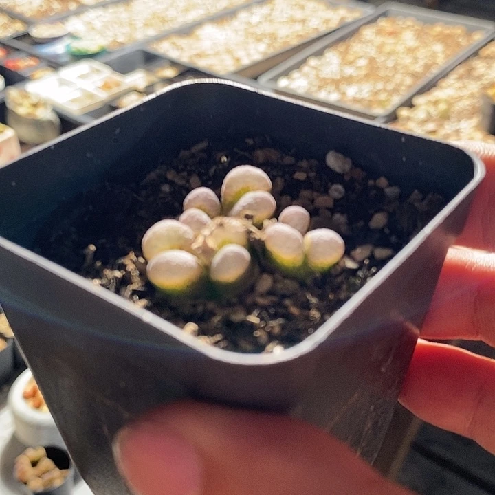 6326。  六头群生淡粉风铃一棵。带土。