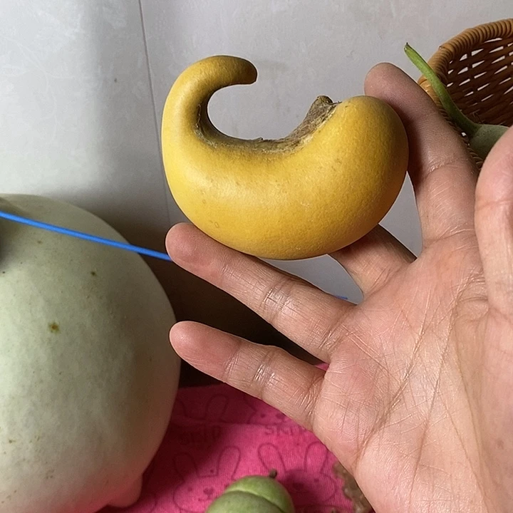 乔***琳青皮腰子葫芦手把件