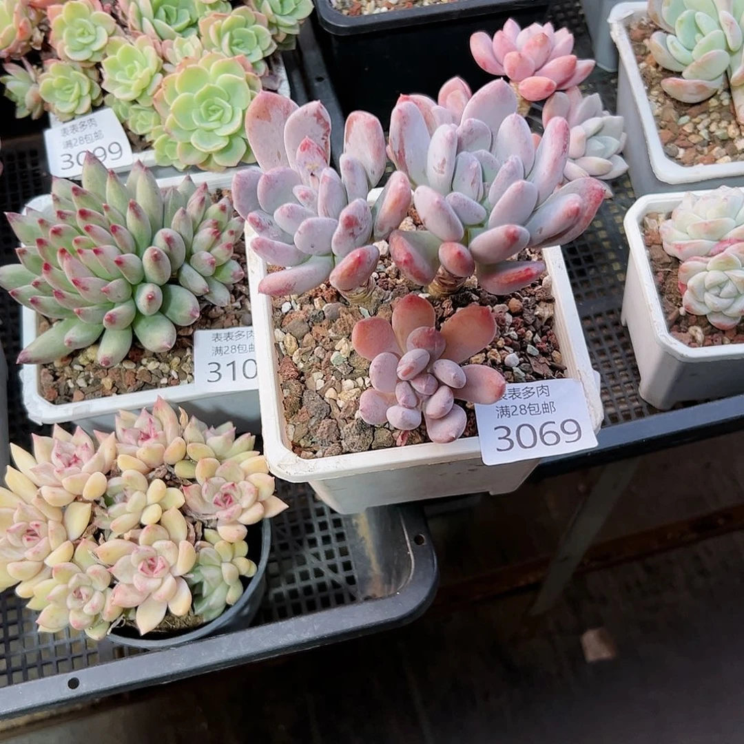 9号梅*鹏我们的确是一3069