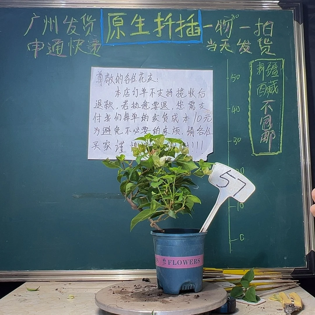 当前无花栽培后可以开花暗斑五宝57