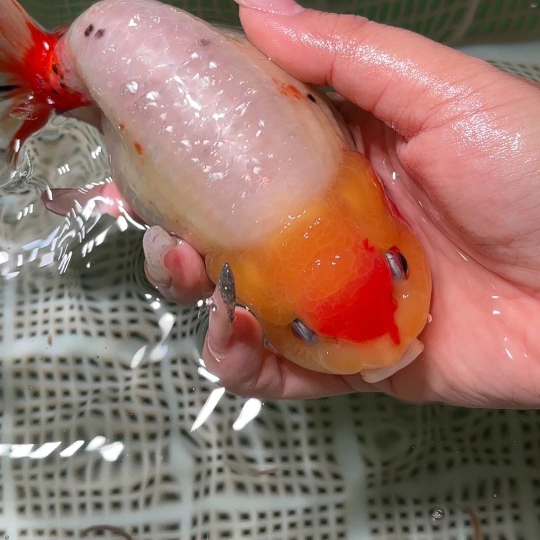 贝***壳金鱼拍包装包邮，不拍包装运费到付