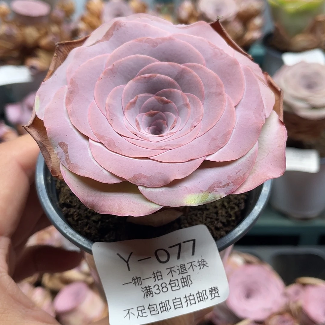 不知名福利077一物一拍