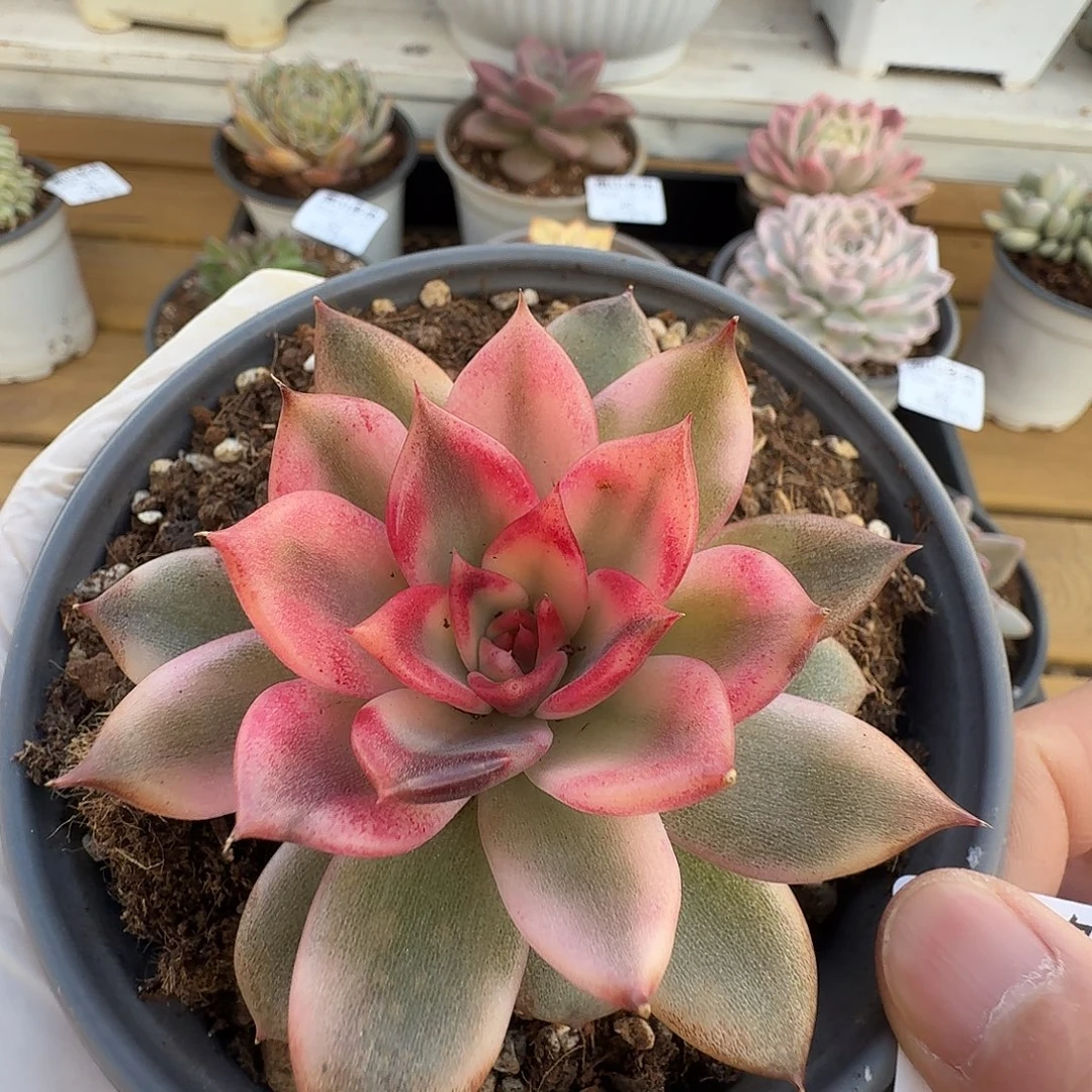 火焰山锦111219-47