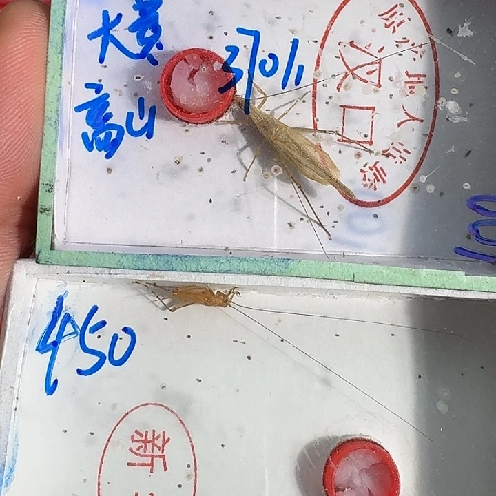 朝***想蟋蟀1111111111111111111